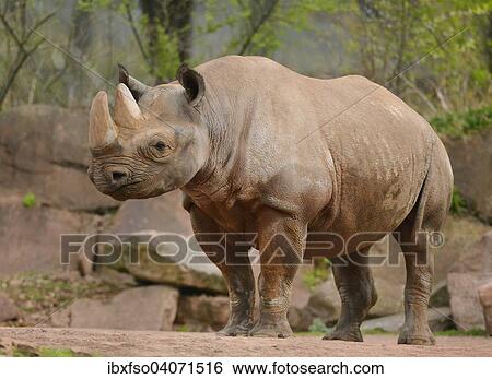 "Black Rhinoceros (Diceros bicornis), captive, Saxony-Anhalt, Germany, Europe" View Large Photo Image Stock Photograph - "Black Rhinoceros (Diceros bicornis), captive, Saxony-Anhalt, Germany, Europe". Fotosearch