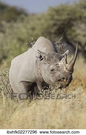 "Black rhinoceros (Diceros bicornis), Etosha National Park, Namibia, Africa" View Large Photo Image Stock Photograph - "Black rhinoceros (Diceros bicornis), Etosha National Park, Namibia, Africa". Fotosearch