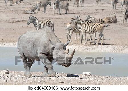 "Black Rhinoceros (Diceros bicornis), adult male walking at waterhole with herd of Burchell's Zebras (Equus burchelli) at the back, Etosha National Park, Namibia, Africa" View Large Photo Image Stock Photograph - "Black Rhinoceros (Diceros bicornis), adult male walking at waterhole with herd of Burchell's Zebras (Equus burchelli) at the back, Etosha National Park, Namibia, Africa". Fotosearch