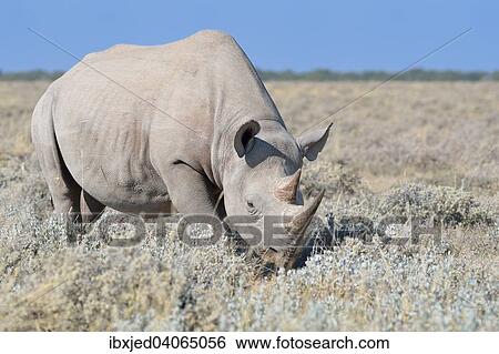 "Black Rhinoceros (Diceros bicornis), male walking in dry grass, Etosha National Park, Namibia, Africa" View Large Photo Image Stock Photograph - "Black Rhinoceros (Diceros bicornis), male walking in dry grass, Etosha National Park, Namibia, Africa". Fotosearch
