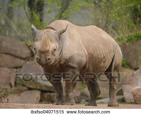 "Black Rhinoceros (Diceros bicornis), captive, Saxony-Anhalt, Germany, Europe" View Large Photo Image Stock Photography - "Black Rhinoceros (Diceros bicornis), captive, Saxony-Anhalt, Germany, Europe". Fotosearch