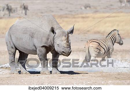 "Black Rhinoceros (Diceros bicornis), adult male, and Burchell's Zebra (Equus burchelli) standing at waterhole, Etosha National Park, Namibia, Africa" View Large Photo Image Stock Photography - "Black Rhinoceros (Diceros bicornis), adult male, and Burchell's Zebra (Equus burchelli) standing at waterhole, Etosha National Park, Namibia, Africa". Fotosearch
