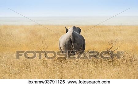 "Black rhinoceros (Diceros bicornis), from behind, Etosha Pan, Etosha National Park, Namibia, Africa" View Large Photo Image Stock Photography - "Black rhinoceros (Diceros bicornis), from behind, Etosha Pan, Etosha National Park, Namibia, Africa". Fotosearch