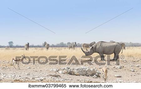 "Black Rhinoceros (Diceros bicornis), Etosha National Park, Namibia, Africa" View Large Photo Image Stock Photography - "Black Rhinoceros (Diceros bicornis), Etosha National Park, Namibia, Africa". Fotosearch