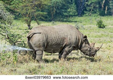 "Black Rhinoceros or Hook-lipped Rhinoceros (Diceros bicornis), urinating, Kenya, Africa" View Large Photo Image Stock Image - "Black Rhinoceros or Hook-lipped Rhinoceros (Diceros bicornis), urinating, Kenya, Africa". Fotosearch