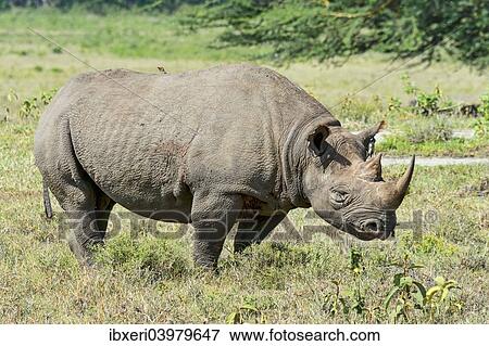 Stock Photo - "Black Rhinoceros or Hook-lipped Rhinoceros (Diceros bicornis), Kenya, Africa". Fotosearch