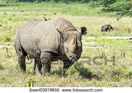"Black Rhinoceros or Hook-lipped Rhinoceros (Diceros bicornis), Kenya, Africa" View Large Photo Image Stock Photography - "Black Rhinoceros or Hook-lipped Rhinoceros (Diceros bicornis), Kenya, Africa". Fotosearch