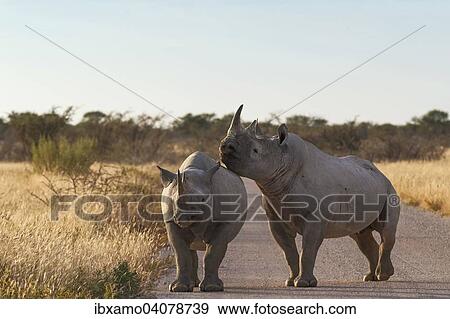 Stock Photo - "Black Rhinoceroses (Diceros bicornis), adult, male rests his head on back of female, Etosha, Namibia, Africa". Fotosearch