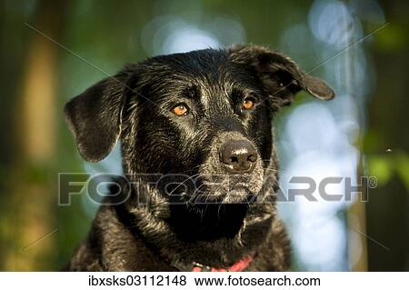 "Black Rottweiler crossbreed, portrait, Germany, Europe" View Large Photo Image Stock Photo - "Black Rottweiler crossbreed, portrait, Germany, Europe". Fotosearch