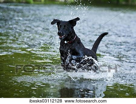 Stock Photo - "Black Rottweiler crossbreed running in the water, Germany, Europe". Fotosearch