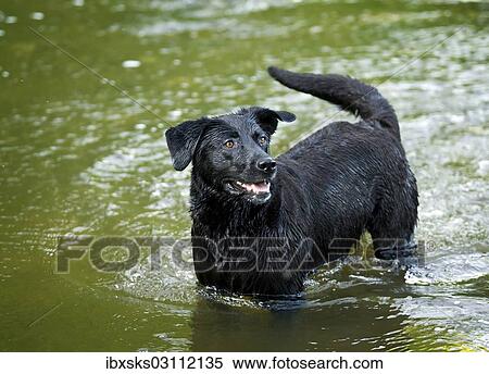 "Black Rottweiler crossbreed standing in the water, Germany, Europe" View Large Photo Image Stock Photography - "Black Rottweiler crossbreed standing in the water, Germany, Europe". Fotosearch