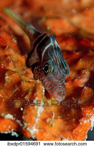 "Black-saddled puffer (Canthigaster valentini), Maldives Island, Indian Ocean" View Large Photo Image Stock Image - "Black-saddled puffer (Canthigaster valentini), Maldives Island, Indian Ocean". Fotosearch