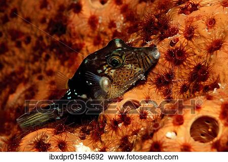 "Black-saddled toby or Valentinni's sharpnose puffer (Canthigaster valentini), Maldives Island, Indian Ocean" View Large Photo Image Stock Image - "Black-saddled toby or Valentinni's sharpnose puffer (Canthigaster valentini), Maldives Island, Indian Ocean". Fotosearch
