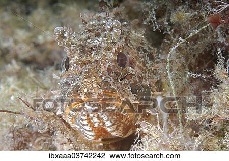 "Black Scorpionfish (Scorpaena porcus), Black Sea, Crimea, Ukraine, Europe" View Large Photo Image Stock Image - "Black Scorpionfish (Scorpaena porcus), Black Sea, Crimea, Ukraine, Europe". Fotosearch