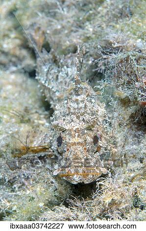 "Black Scorpionfish (Scorpaena porcus), Black Sea, Crimea, Ukraine, Europe" View Large Photo Image Stock Photo - "Black Scorpionfish (Scorpaena porcus), Black Sea, Crimea, Ukraine, Europe". Fotosearch