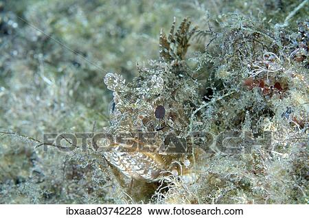 "Black Scorpionfish (Scorpaena porcus), Black Sea, Crimea, Ukraine, Europe" View Large Photo Image Stock Photo - "Black Scorpionfish (Scorpaena porcus), Black Sea, Crimea, Ukraine, Europe". Fotosearch