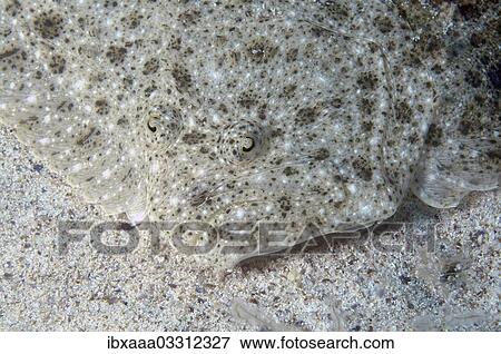 "Black-Sea Turbot, Kalkan (Psetta maetica, Scophthalmus maeoticus), Black Sea, Crimea, Ukraine, Europe" View Large Photo Image Stock Photo - "Black-Sea Turbot, Kalkan (Psetta maetica, Scophthalmus maeoticus), Black Sea, Crimea, Ukraine, Europe". Fotosearch
