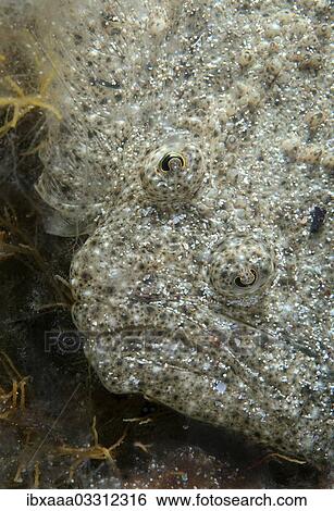 "Black-Sea Turbot, Kalkan (Psetta maetica, Scophthalmus maeoticus), Black Sea, Crimea, Crimea, Ukraine, Europe" View Large Photo Image Stock Photograph - "Black-Sea Turbot, Kalkan (Psetta maetica, Scophthalmus maeoticus), Black Sea, Crimea, Crimea, Ukraine, Europe". Fotosearch