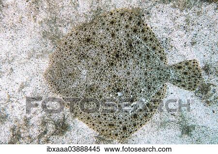 "Black-Sea Turbot, Kalkan (Psetta maeotica, Scophthalmus maeoticus), Black Sea, Crimea, Russia, Europe" View Large Photo Image Stock Photography - "Black-Sea Turbot, Kalkan (Psetta maeotica, Scophthalmus maeoticus), Black Sea, Crimea, Russia, Europe". Fotosearch