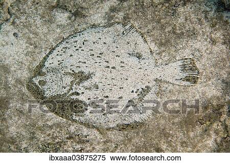 "Black Sea Turbot, Kalkan (Scophthalmus maeoticus), Black Sea, Crimea, Russia, Europe" View Large Photo Image Stock Photography - "Black Sea Turbot, Kalkan (Scophthalmus maeoticus), Black Sea, Crimea, Russia, Europe". Fotosearch