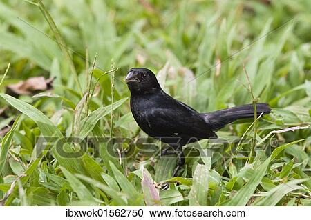 "Black Seedeater (Sporophila corvina), lowland rainforest, Braulio Carrillo National Park, Costa Rica, Central America, North America" View Large Photo Image Stock Image - "Black Seedeater (Sporophila corvina), lowland rainforest, Braulio Carrillo National Park, Costa Rica, Central America, North America". Fotosearch
