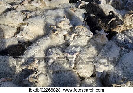 "Black sheep among white sheep, flock of sheep near Kirkjubaejarklaustur, southern Iceland, Iceland, Europe" View Large Photo Image Stock Photo - "Black sheep among white sheep, flock of sheep near Kirkjubaejarklaustur, southern Iceland, Iceland, Europe". Fotosearch