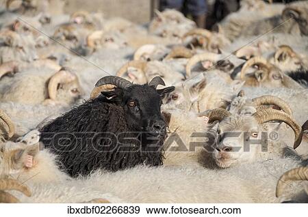 "Black sheep among white sheep, flock of sheep near Kirkjubaejarklaustur, southern Iceland, Iceland, Europe" View Large Photo Image Stock Photo - "Black sheep among white sheep, flock of sheep near Kirkjubaejarklaustur, southern Iceland, Iceland, Europe". Fotosearch