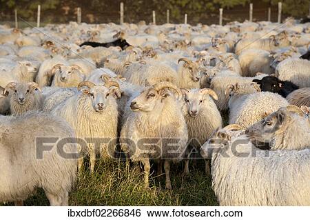 "Black sheep among white sheep, flock of sheep near Kirkjubaejarklaustur, southern Iceland, Iceland, Europe" View Large Photo Image Stock Photograph - "Black sheep among white sheep, flock of sheep near Kirkjubaejarklaustur, southern Iceland, Iceland, Europe". Fotosearch