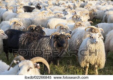 "Black sheep among white sheep, flock of sheep near Kirkjubaejarklaustur, southern Iceland, Iceland, Europe" View Large Photo Image Stock Photography - "Black sheep among white sheep, flock of sheep near Kirkjubaejarklaustur, southern Iceland, Iceland, Europe". Fotosearch
