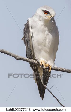 "Black-shouldered kite (Elanus caeruleus), Etosha National Park, Namibia, Africa" View Large Photo Image Stock Image - "Black-shouldered kite (Elanus caeruleus), Etosha National Park, Namibia, Africa". Fotosearch