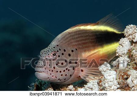 "Black-sided hawkfish (Paracirrhites forsteri) on stony coral, Red Sea, Egypt, Africa" View Large Photo Image Stock Image - "Black-sided hawkfish (Paracirrhites forsteri) on stony coral, Red Sea, Egypt, Africa". Fotosearch