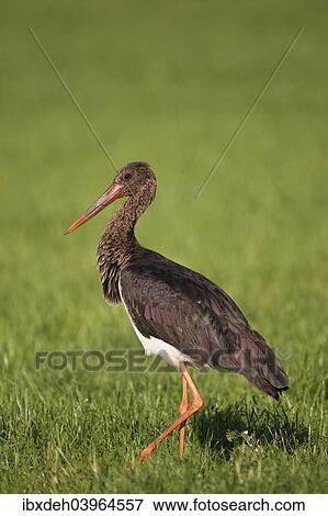 "Black Stork (Ciconia nigra), adult bird walking on a meadow, Allgau, Bavaria, Germany, Europe" View Large Photo Image Stock Photo - "Black Stork (Ciconia nigra), adult bird walking on a meadow, Allgau, Bavaria, Germany, Europe". Fotosearch