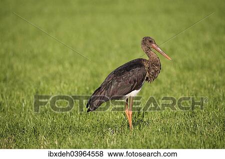 Stock Photo - "Black Stork (Ciconia nigra), adult bird on a meadow, Allgau, Bavaria, Germany, Europe". Fotosearch