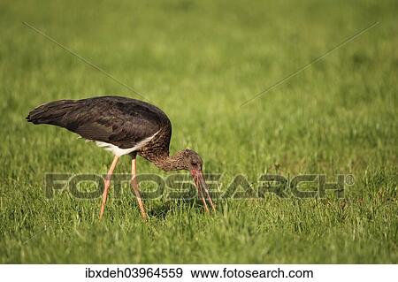 "Black Stork (Ciconia nigra), adult bird foraging, Allgau, Bavaria, Germany, Europe" View Large Photo Image Stock Photo - "Black Stork (Ciconia nigra), adult bird foraging, Allgau, Bavaria, Germany, Europe". Fotosearch