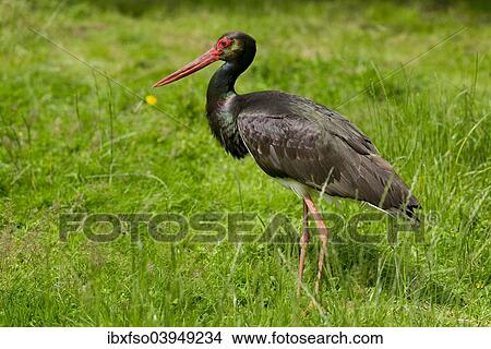 "Black Stork (Ciconia nigra), captive, Lower Saxony, Germany, Europe" View Large Photo Image Picture - "Black Stork (Ciconia nigra), captive, Lower Saxony, Germany, Europe". Fotosearch