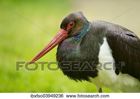 "Black Stork (Ciconia nigra), captive, Lower Saxony, Germany, Europe" View Large Photo Image Stock Photograph - "Black Stork (Ciconia nigra), captive, Lower Saxony, Germany, Europe". Fotosearch