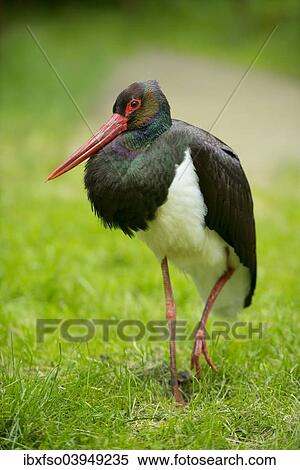 "Black Stork (Ciconia nigra), captive, Lower Saxony, Germany, Europe" View Large Photo Image Stock Photography - "Black Stork (Ciconia nigra), captive, Lower Saxony, Germany, Europe". Fotosearch