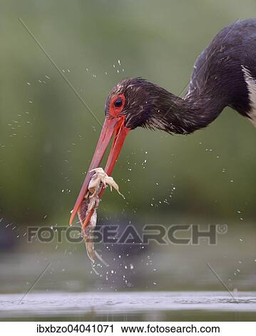 "Black Stork (Ciconia nigra), crushing its prey, Kiskunsag National Park, Hungary, Europe" View Large Photo Image Stock Image - "Black Stork (Ciconia nigra), crushing its prey, Kiskunsag National Park, Hungary, Europe". Fotosearch