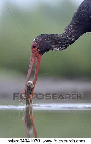 "Black Stork (Ciconia nigra), foraging for food, with fish in its beak, Kiskunsag National Park, Hungary, Europe" View Large Photo Image Stock Image - "Black Stork (Ciconia nigra), foraging for food, with fish in its beak, Kiskunsag National Park, Hungary, Europe". Fotosearch