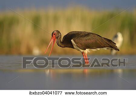 "Black Stork (Ciconia nigra), foraging for food, Kiskunsag National Park, Hungary, Europe" View Large Photo Image Stock Photo - "Black Stork (Ciconia nigra), foraging for food, Kiskunsag National Park, Hungary, Europe". Fotosearch