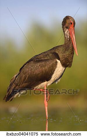 "Black Stork (Ciconia nigra), in a relaxed pose, Kiskunsag National Park, Hungary, Europe" View Large Photo Image Stock Photography - "Black Stork (Ciconia nigra), in a relaxed pose, Kiskunsag National Park, Hungary, Europe". Fotosearch