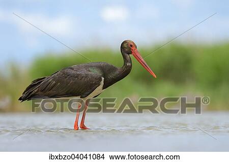 "Black Stork (Ciconia nigra), in shallow water in search of food, Kiskunsag National Park, Hungary, Europe" View Large Photo Image Picture - "Black Stork (Ciconia nigra), in shallow water in search of food, Kiskunsag National Park, Hungary, Europe". Fotosearch