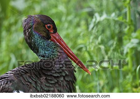 Stock Image - "Black Stork (Ciconia nigra), in captivity, Poing, Bavaria, Germany, Europe". Fotosearch