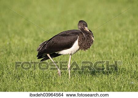 "Black Stork (Ciconia nigra), juvenile bird on a meadow, Allgau, Bavaria, Germany, Europe" View Large Photo Image Picture - "Black Stork (Ciconia nigra), juvenile bird on a meadow, Allgau, Bavaria, Germany, Europe". Fotosearch