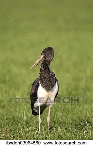 "Black Stork (Ciconia nigra), juvenile bird on a meadow, Allgau, Bavaria, Germany, Europe" View Large Photo Image Stock Image - "Black Stork (Ciconia nigra), juvenile bird on a meadow, Allgau, Bavaria, Germany, Europe". Fotosearch