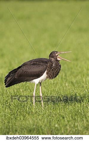 "Black Stork (Ciconia nigra), juvenile bird swallowing an earthworm, Allgau, Bavaria, Germany, Europe" View Large Photo Image Stock Photography - "Black Stork (Ciconia nigra), juvenile bird swallowing an earthworm, Allgau, Bavaria, Germany, Europe". Fotosearch