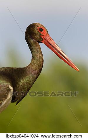 "Black Stork (Ciconia nigra), Kiskunsag National Park, Hungary, Europe" View Large Photo Image Picture - "Black Stork (Ciconia nigra), Kiskunsag National Park, Hungary, Europe". Fotosearch