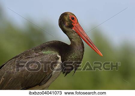 "Black Stork (Ciconia nigra), Kiskunsag National Park, Hungary, Europe" View Large Photo Image Stock Image - "Black Stork (Ciconia nigra), Kiskunsag National Park, Hungary, Europe". Fotosearch