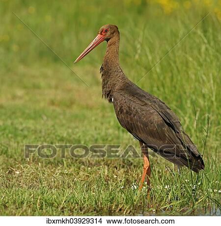 Picture - "Black Stork (Ciconia nigra), Mecklenburg-Western Pomerania, Germany, Europe". Fotosearch