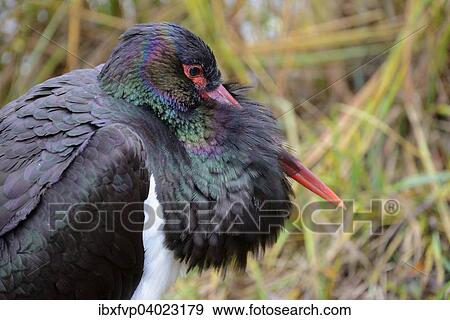 "Black Stork (Ciconia nigra), Portrait, captive, Bavaria, Germany, Europe" View Large Photo Image Stock Photo - "Black Stork (Ciconia nigra), Portrait, captive, Bavaria, Germany, Europe". Fotosearch